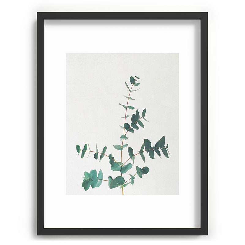 Eucalyptus Framed Art Print