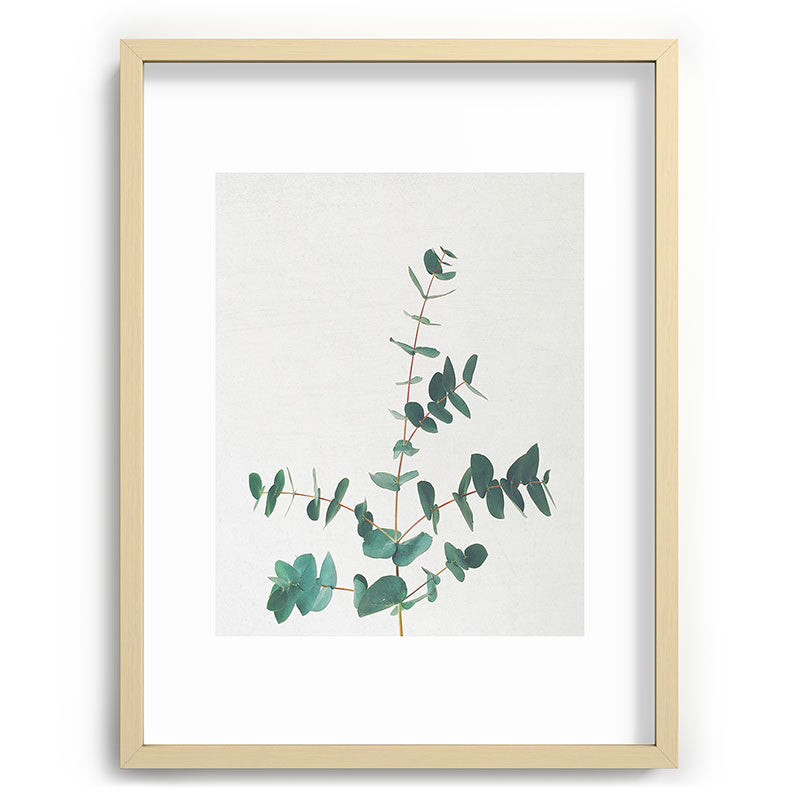 Eucalyptus Framed Art Print