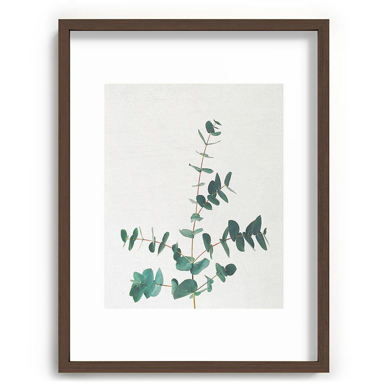 Eucalyptus Framed Art Print